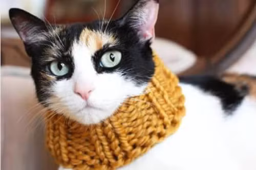 Và mèo con sẽ bị cảm lạnh nếu không quàng khăn len