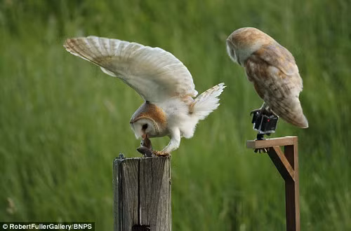 Cú đực thể hiện trước mặt cú cái.