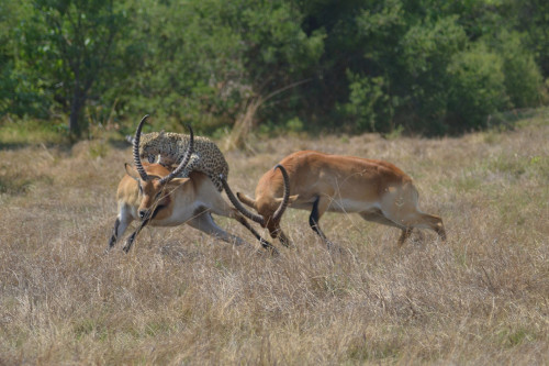 Khi con báo vồ lên lưng, linh dương cố gắng chạy.