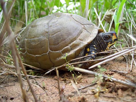 Với khẩu phần ăn gồm một loài nấm rất độc, rùa hộp cũng mang chất độc trong người và rất nguy hiểm đối với những ai muốn thưởng thức thịt của chúng.