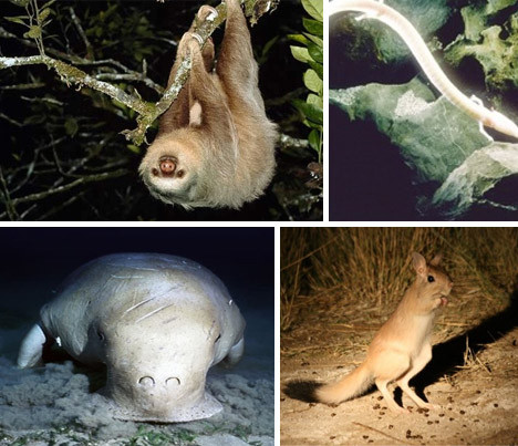 Ngoài những sinh vật kể trên, còn có rất nhiều loài đang đối mặt với nguy cơ tuyệt chủng.