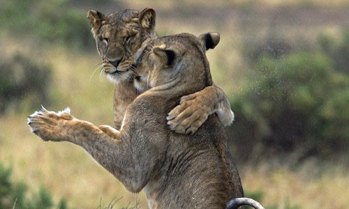 Chúng còn ôm nhau rất tình cảm.