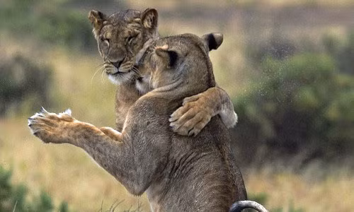 Chúng còn ôm nhau rất tình cảm.