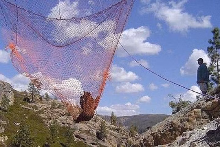 Họ dần dần hạ tấm lưới chứa một chú gấu nặng hơn 110kg xuống nơi có bóng râm và để nó từ từ tỉnh lại.