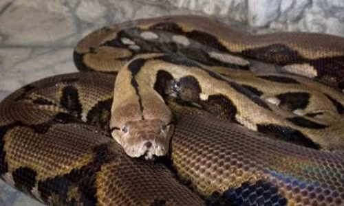 Trăn giết chết một phụ nữ ở Texas. Cho dù là vật nuôi thì nó vẫn cứ là sát thủ máu lạnh. Một người phụ nữ ở Texas, có nhiều kinh nghiệm chăm sóc nhưng bất ngờ bị trăn tấn công. Trong vòng vài phút, con trăn đã quấn chết người phụ nữ này.