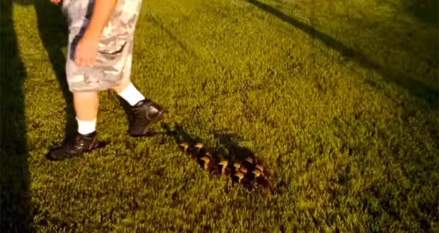 Cũng theo tác giả video này, người đàn ông sẽ tiếp tục nuôi “đàn con bé bỏng” của mình cho tới khi chúng đủ lông đủ cánh.