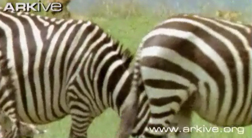 Đàn ngựa vằn dường như chưa biết con sư tử đang lại gần.