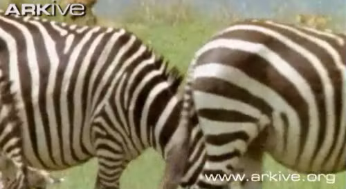 Đàn ngựa vằn dường như chưa biết con sư tử đang lại gần.