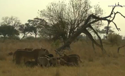 ...ngay giữa đồng cỏ.