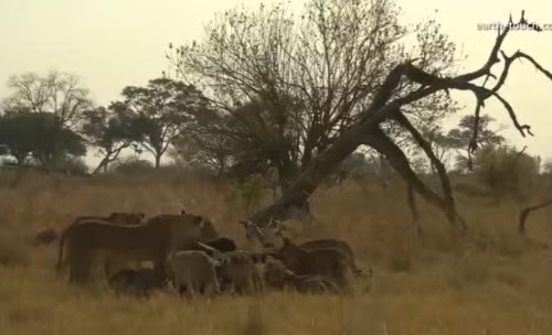 ...ngay giữa đồng cỏ.