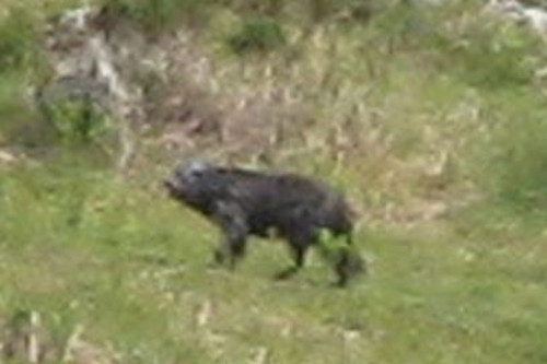 Nhiều người cho rằng, rất có thể đó chỉ là một con gấu hoặc sói già. Nhưng dù là con gì đi chăng nữa, quái thú Dartmoor vẫn khiến tất thảy nông dân trong vùng nhiều đêm mất ăn mất ngủ vì lo sợ đàn gia súc sẽ bị tấn công.