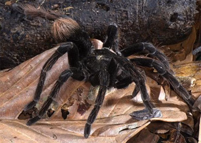 Trong mối quan hệ kỳ lạ này, ếch là một sinh vật nhỏ bé, dễ bị thương tổn thương và là một con mồi dễ xử lý đối với nhiều loài côn trùng – thức ăn của nhện nên rất cần sự bảo vệ của nhện. Do vậy, nhện bảo vệ cho ếch một cách khéo léo bằng cách biến những kẻ định tấn công ếch thành con mồi của mình.