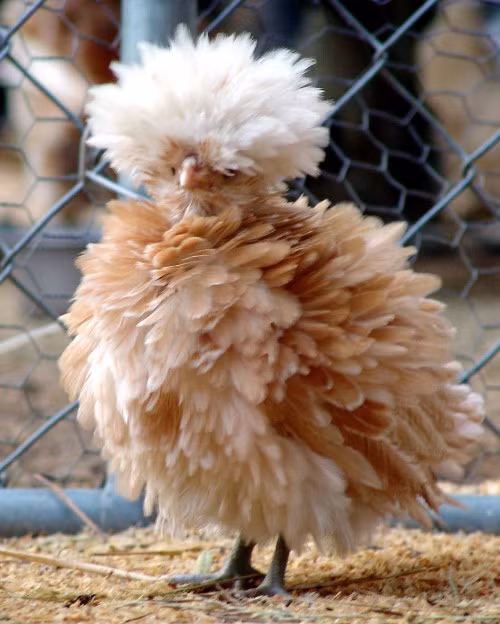 Với bộ lông xù và dày này, ít ai nhận ra đây là một chú gà. Nhưng đây là một giống gà Ba Lan.