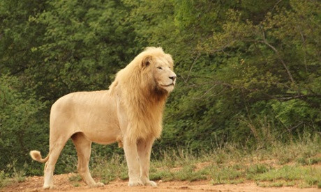 Đến năm 2006, sư tử lại trở thành linh vật của World Cup tại Đức.