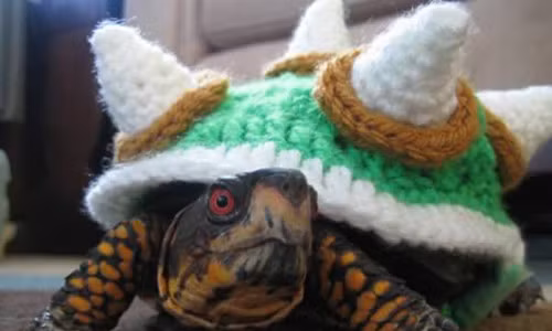 Chú rùa còn thích mặc áo len kiểu cách