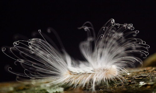 Con bướm này lông không dày nhưng rất dài.