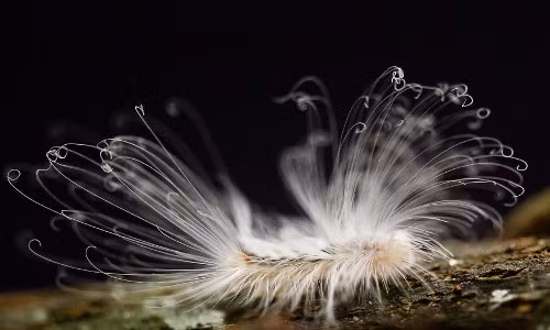 Con bướm này lông không dày nhưng rất dài.