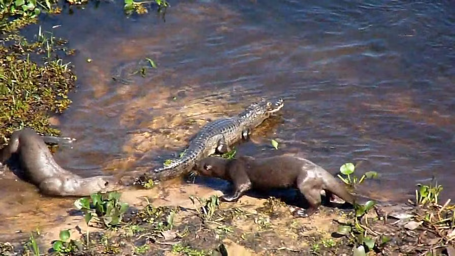 Rái cá sông Bắc Mỹ có thể phát triển dài từ 3 - 4m, nặng từ 5 – 14kg và phải ăn lượng thức ăn tương đương với 15% trọng lượng cơ thể mỗi ngày để giữ ấm. Hai con rái cá đang “do thám” đối thủ của mình.