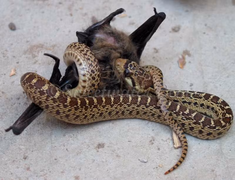 Vài phút sau, nó bắt đầu há miệng nuốt phần đầu con dơi bất chấp thực tế là cơ thể con dơi to hơn miệng nó.