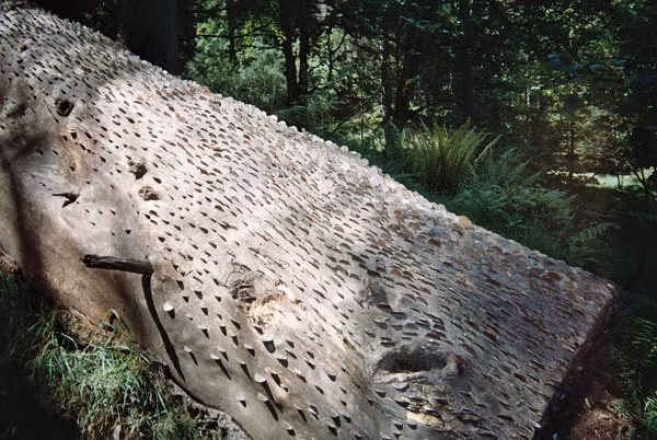 Cây tiền xu lấp lánh dưới ánh mặt trời.