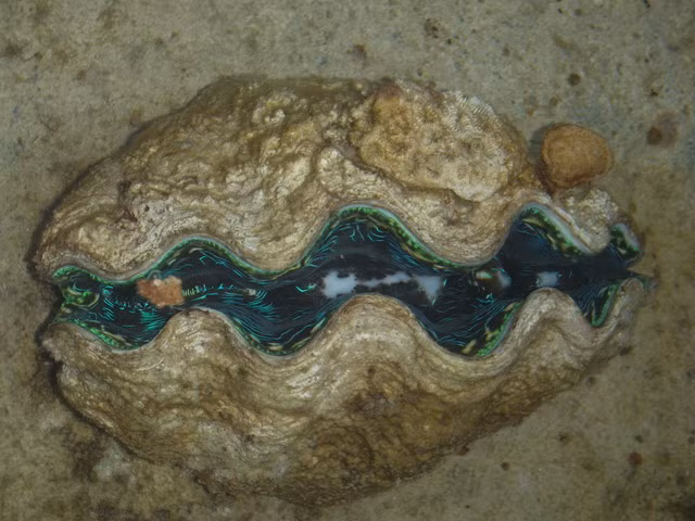 Năm 2007, người ta bắt được một “cụ” nghêu ở vùng Iceland với tuổi thọ lên tới 405 tuổi. Ngoài ra, trai, sò cũng nổi tiếng với tuổi thọ kép dài tới vài thế kỷ.