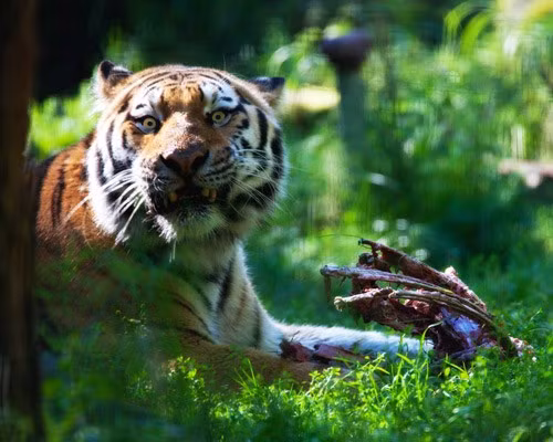 Trong một cuộc càn quét trên quy mô toàn quốc của chính quyền Mexico tiến hành vào tháng 7 năm 2011, hơn 5.500 loài động thực vật bất hợp pháp bị tịch thu từ các tay trùm buôn bán ma túy, trong đó hổ chiếm số lượng đáng kể.