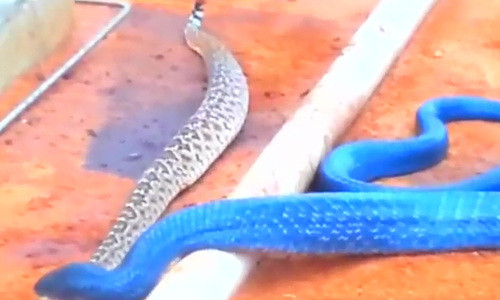 Nó vẫn chưa tìm được chỗ nào ưng ý.