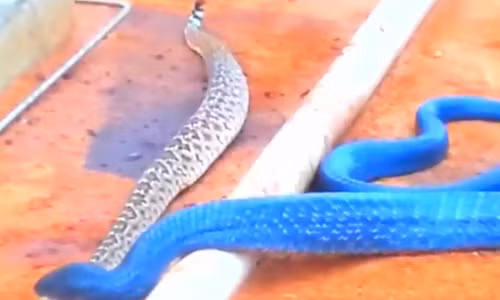 Nó vẫn chưa tìm được chỗ nào ưng ý.