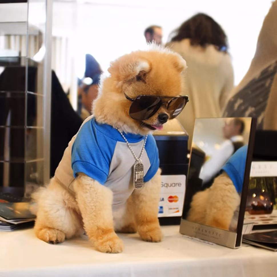 Hiện tại, Jiff đã cho ra đời dòng thời trang dành cho chó của riêng mình, chú xuất hiện trên tạp chí với những bộ quần áo rất đẹp và trổ tài đi bằng 2 chân trước, 2 chân sau điệu nghệ. Ảnh: Instagram.