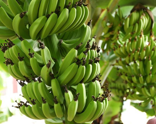 Chẳng bao lâu nữa, con người có thể ngừa các bệnh như viêm gan B và bệnh tả bằng cách vô cùng đơn giản: cắn một miếng chuối.