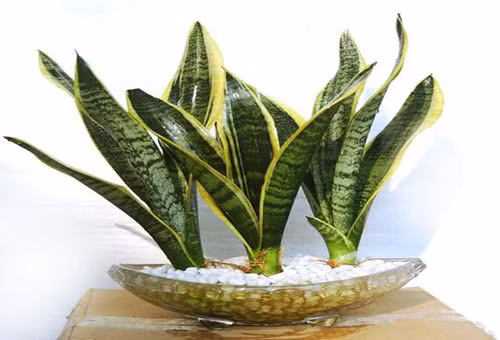 Cây lưỡi hổ. Cây lưỡi hổ rất quen thuộc, và thực sự sẽ gây ngộ độc nếu bạn ăn vào. Ngược lại nó lại có nhiều tác dụng khác như: làm sạch không khí, cải thiện tâm trạng, xua đuổi loài rắn.