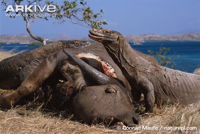 Do vậy, rồng Komodo không cần đến những chiêu săn mồi dũng mãnh như chúa tể sơn lâm bởi nọc độc của chúng đủ để hạ gục một con trâu như thế này.