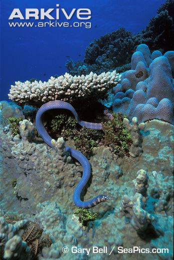 Rất thích ẩn mình trong những rạn san hô.