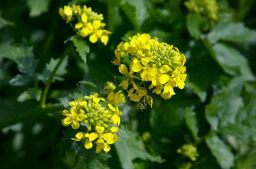 Gọi lính đánh thuê. Cây mù tạt có khả năng sinh một chất hóa học đặc biêt để lôi kéo những con ong bắp cày ký sinh tới gần để tiêu diệt các con sâu bướm có ý định ăn lá cây. Cơ chế bảo vệ này phản ứng ngay sau khi xuất hiện trứng sâu bướm để kịp thời ngăn chặn nguy cơ bị ăn mòn. Đổi lại, các con ong bắp cày ký sinh sẽ được vỗ béo bằng trứng và sâu bướm.