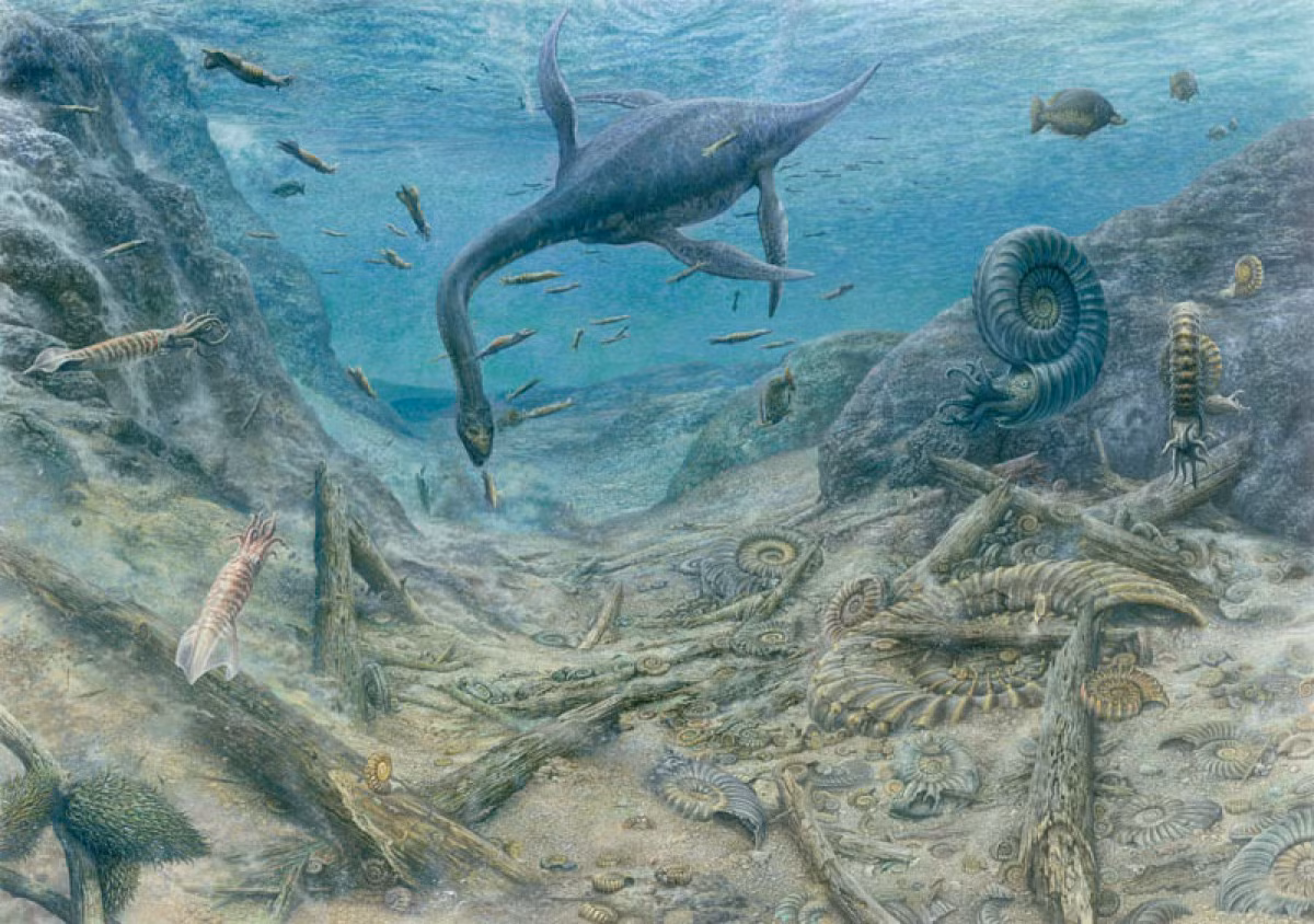 Thân hình khủng long Ammonite Graveyard có đường kính đến gần 1m, hứa hẹn là “điểm dừng chân” của nhiều loài sinh vật biển tội nghiệp.