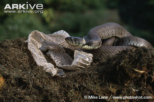 Việc lột xác của rắn phụ thuộc vào các yếu tố như nhiệt độ, môi trường, độ ẩm...