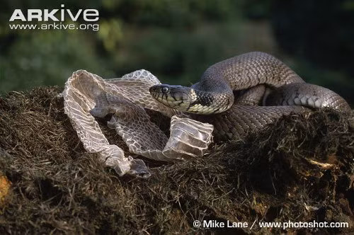 Việc lột xác của rắn phụ thuộc vào các yếu tố như nhiệt độ, môi trường, độ ẩm...
