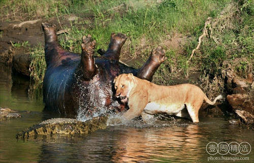 Thậm chí, nó còn chiến đấu tới cùng để giật con mồi khi có kẻ phá đám.
