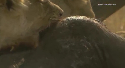 Chúng cùng nhau cắn xé voi con.