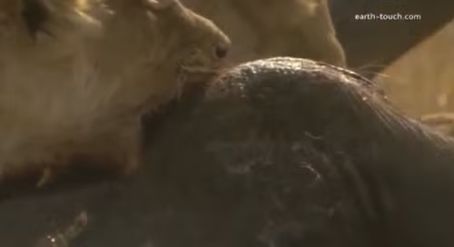 Chúng cùng nhau cắn xé voi con.