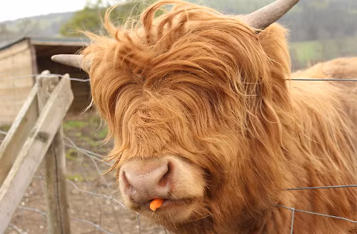 Chú bò cao nguyên với bộ lông màu vàng vừa dày vừa dài.