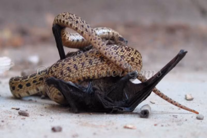 Đã bắt đầu ăn nhưng con rắn vẫn không quên cảnh giác, giữ chặt con mồi.