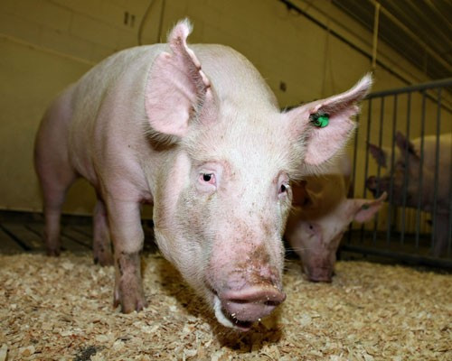 Chú lợn thân thiện với môi trường này có thể “sản xuất” ra loại phân bón có chứa lượng phốt pho nhỏ hơn bình thường đến 70% - đúng như cái tên của nó.