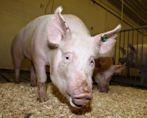 Chú lợn thân thiện với môi trường này có thể “sản xuất” ra loại phân bón có chứa lượng phốt pho nhỏ hơn bình thường đến 70% - đúng như cái tên của nó.