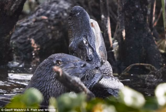 Tuy nhiên, nó đã phải nhanh chóng hối hận ngay từ lúc hàm răng sắc bén của rái cá ngoạm lấy cổ nó.