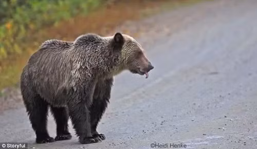 Chú gấu tò mò đi dạo quanh chân máy và quan sát.