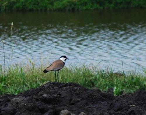 Và tâm lý của những kẻ săn mồi là rất thích săn những con mồi đã bị “què quặt”. Con thú săn mồi sẽ bị “dụ” đi rất xa khỏi tổ. Khi nguy hiểm cận kề, chim choi choi sẽ bay lên trước sự ngỡ ngàng của kẻ săn mồi.