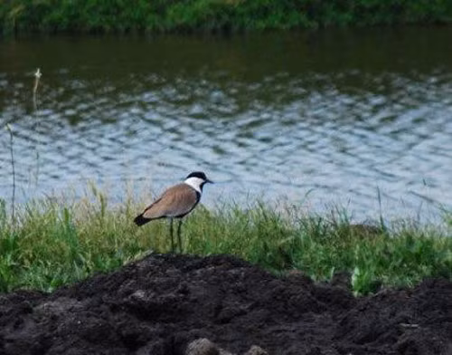 Và tâm lý của những kẻ săn mồi là rất thích săn những con mồi đã bị “què quặt”. Con thú săn mồi sẽ bị “dụ” đi rất xa khỏi tổ. Khi nguy hiểm cận kề, chim choi choi sẽ bay lên trước sự ngỡ ngàng của kẻ săn mồi.