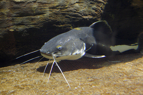 Theo một nghiên cứu khoa học, có đến 1.250 trong tổng số hơn 1.600 loại cá trê có chứa nọc độc. Chúng thường dùng nọc độc để bảo vệ bản thân nhưng cũng có thể làm hại các ngư dân nếu muốn bắt chúng.