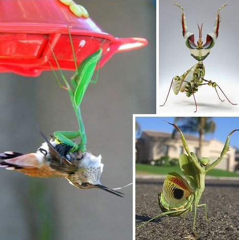 Đối mặt với hàng loạt kẻ thù nguy hiểm từ thằn lằn, ếch đến rắn, chim ruồi, bọ ngựa phải lấy hết sức “khoe” càng, khoe cánh, nâng cao tầm vóc nhằm trốn thoát.